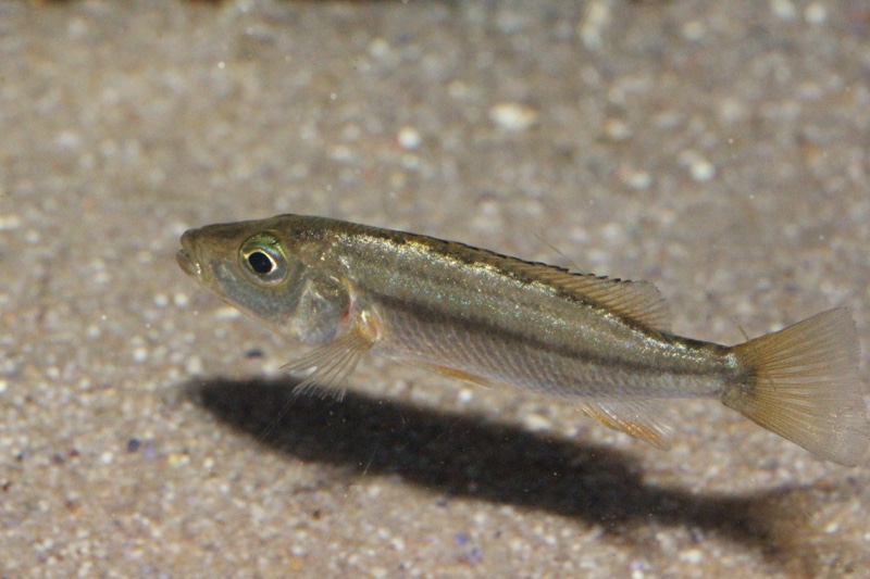 Rhamphochromis sp. 'chilingali' Lake Chilingali